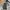 Carhartt Vintage Streetwear Casual Pants Pria Brown