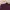 Polham Casual Polo shirt Pria burgundy photo 3
