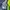 Cardinal Minimalist Skinny jeans Wanita navy photo 3