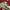 Adidas Streetwear Sportswear Casual shoe Pria khaki photo 3
