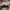 Adidas Streetwear Sportswear Casual shoe Pria khaki photo 5