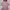 Liz Lisa Puffer Jacket Wanita Pink
