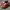 VANS Casual Sneakers Wanita burgundy photo 2