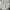 Forever 21 Vintage Casual Midi dress Wanita white black photo 3