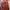 Pull & Bear Vintage Midi dress Wanita orange photo 8