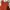 Pull & Bear Vintage Midi dress Wanita orange photo 2