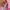 ZARA Coquette Casual Blouse Wanita pink photo 2