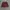 Casual Mini skirt Wanita burgundy red photo 1