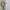 Evening dress Wanita cream photo 2