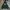 Dickies Streetwear Sweatshirt Pria green photo 1