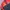 Biker Windbreaker Pria red black photo 2