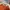 DogTown Streetwear Y2K T-shirt Pria orange photo 5