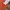 DogTown Streetwear Y2K T-shirt Pria orange photo 6