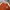DogTown Streetwear Y2K T-shirt Pria orange photo 4