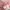 Chloé Luxury Coquette Shirt Wanita pink cream photo 7