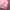 Casual Scarf Wanita pink photo 4