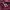 Hazzys Casual Hoody Pria burgundy white photo 7