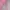 Pakaian adat Pakaian Nasional Kebaya Wanita pink photo 3