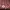 Lolita Midi dress Wanita burgundy photo 7