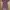 Lolita Midi Dress Wanita Burgundy