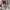 Lolita Midi dress Wanita burgundy photo 4