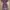 Lolita Midi Dress Wanita Burgundy