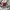 Lolita Midi dress Wanita burgundy photo 5