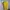 Polo Ralph Lauren Casual T-shirt Pria yellow photo 3
