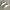 Lacoste Casual Sneakers Pria white photo 2