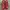 Adidas Streetwear Sportswear Sneakers Pria red photo 5