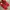 Adidas Streetwear Sportswear Sneakers Pria red photo 3
