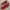 Adidas Streetwear Sportswear Sneakers Pria Red
