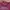 Quiksilver Casual T-shirt Pria burgundy photo 2