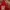 Vintage Hoody Pria red photo 3