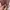 Von Dutch Bags & purse Wanita pink photo 3