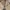 Wrangler Streetwear Skater Jeans Pria tan brown photo 3
