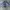 Casual Windbreaker Pria white navy blue photo 4