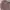 Carhartt Streetwear Casual Sweatshirt Wanita Pink