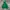 Uniqlo Streetwear Fleece Pria green photo 3