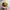 Nike ACG Gorpcore Sportswear Hat Pria tan photo 2
