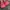 Asics Sportswear Sneakers Pria red photo 3