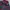 Raton Laveur Vintage Fleece Pria green red black photo 5