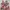 Y2K Swimwear Wanita white green red brown photo 4