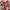 Y2K Swimwear Wanita white green red brown photo 2