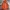 Uniqlo Sportswear Casual Track Jacket Pria Orange