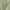 Tsumori Chisato Crop top Wanita tan cream photo 3