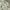 Tsumori Chisato Crop top Wanita tan cream photo 2