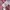 Comet Sports Streetwear Y2K Windbreaker Pria red photo 7