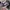 VANS Streetwear Sneakers Pria purple photo 2