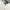 Von Dutch Shirt Wanita white black photo 3